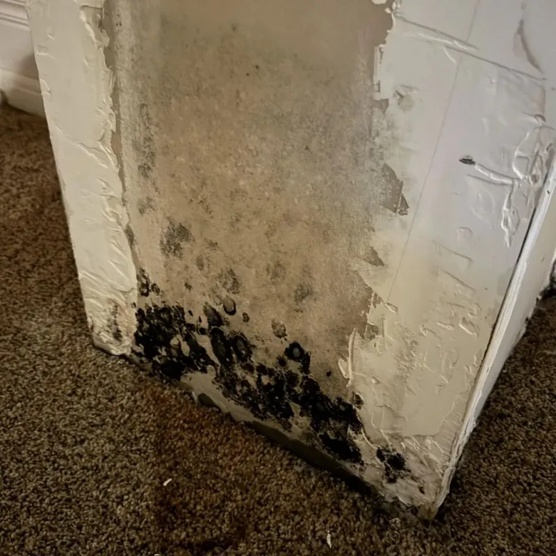 Professional Mold Removal in Passaic County, NJ